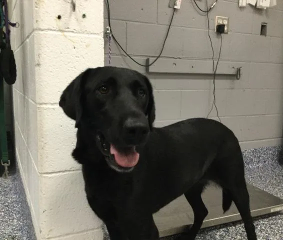An adult medium-sized female Labrador Retriever dog named Flor for adoption in Thousand Palms, CA