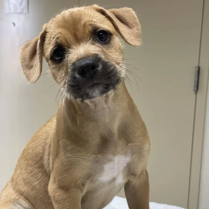 A baby small-sized female Yellow / Tan / Blond / Fawn Terrier dog named Artemis for adoption in Riverside, CA