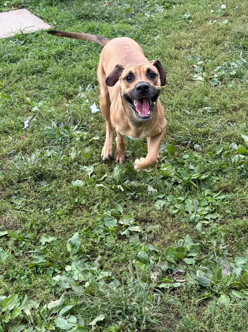 A young large-sized male Great Dane dog named King for adoption in Yonkers, NY