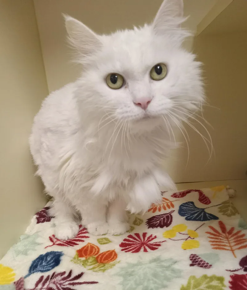 A senior medium-sized female White Domestic Medium Hair cat named Princess for adoption in Elyria, OH