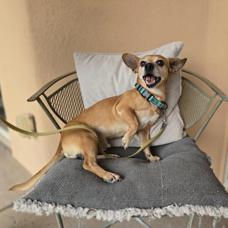 An adult small-sized male Yellow / Tan / Blond / Fawn Chihuahua dog named Paco for adoption in Boerne, TX