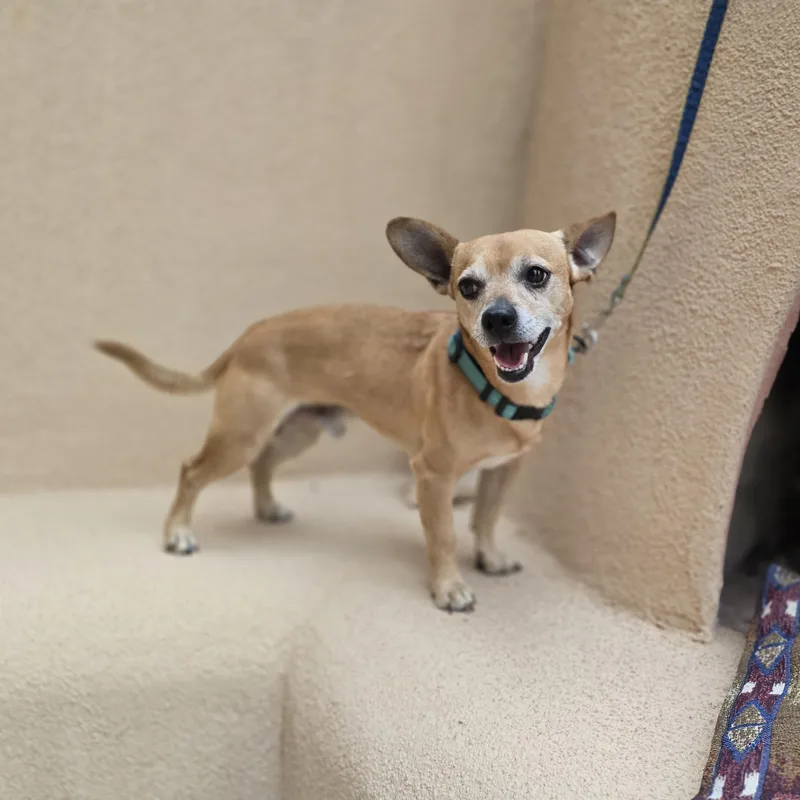 Paco thumbnail 2