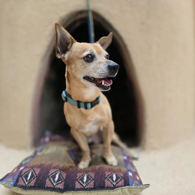 Paco thumbnail 3