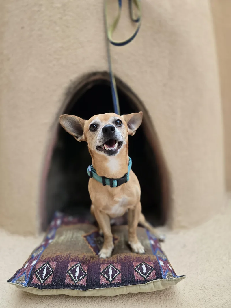 Paco thumbnail 4