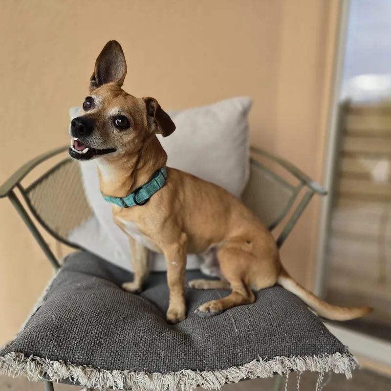 Paco thumbnail 5