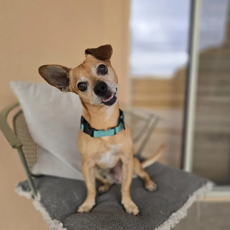 Paco thumbnail 6
