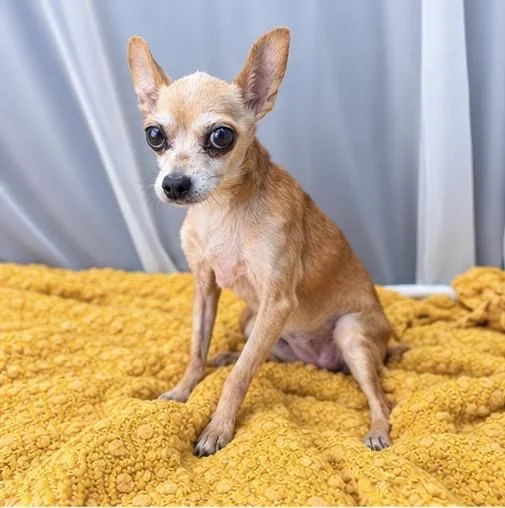 A senior small-sized female Yellow / Tan / Blond / Fawn Chihuahua dog named Chiwis for adoption in Foley, AL