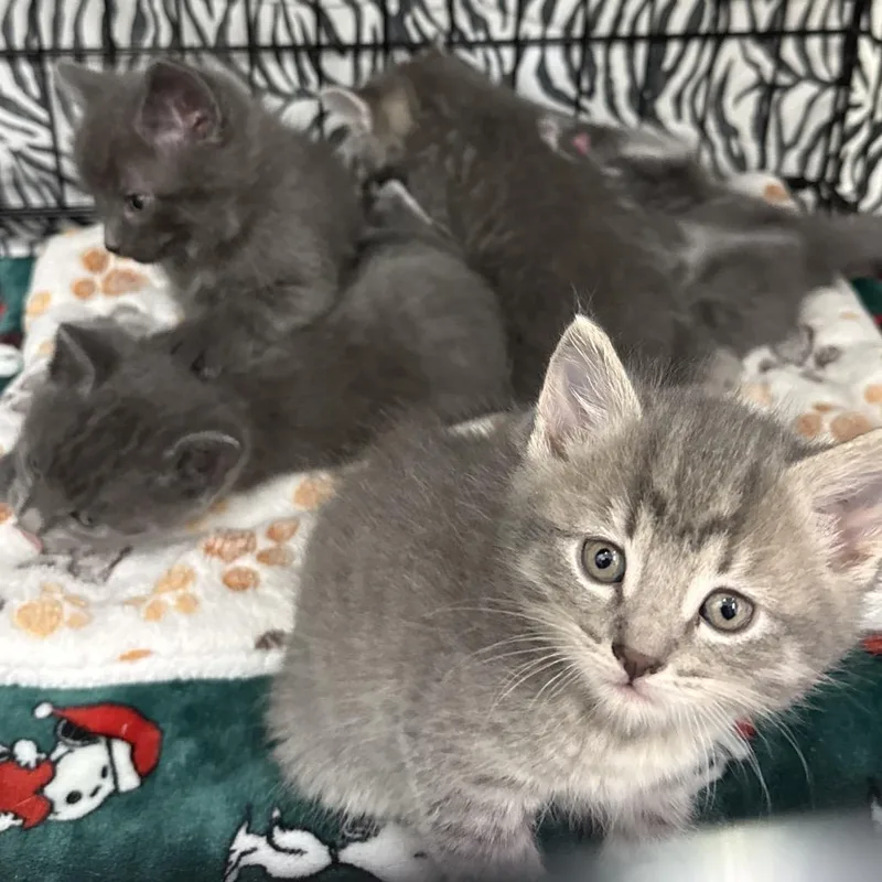 A baby medium-sized male Gray / Blue / Silver Domestic Short Hair cat named Catawampus for adoption in Bismarck, ND