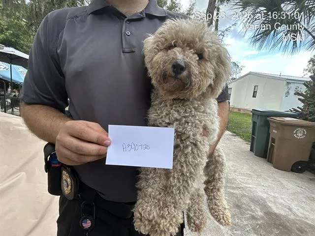 A young small-sized female Bichon Frise dog named Savannah for adoption in Ocala, FL