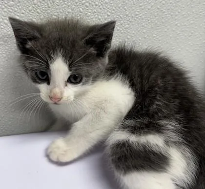 A baby small-sized male Domestic Short Hair cat named Maldives for adoption in West Chester, PA