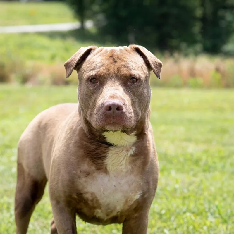 An adult large-sized male Pit Bull Terrier dog named Reggie for adoption in Dixon, KY