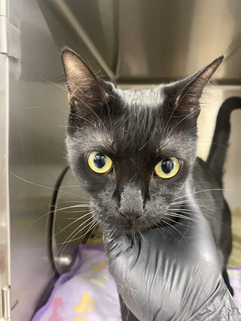 An adult extra large-sized male Domestic Short Hair cat named T Challa for adoption in Chico, CA