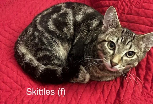 A baby medium-sized female Domestic Short Hair cat named Skittles for adoption in Naugatuck, CT