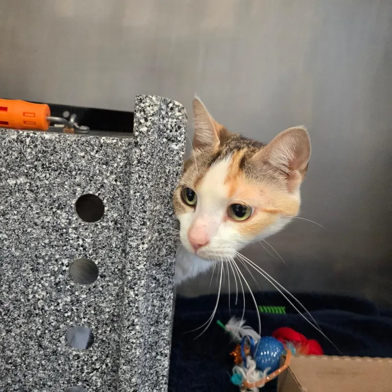 An adult medium-sized female Calico Domestic Short Hair cat named Dora Lee for adoption in Birdsboro, PA