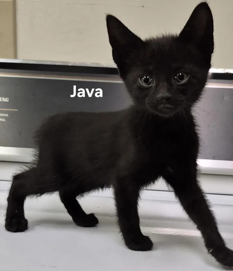 A baby medium-sized female Domestic Short Hair cat named Java for adoption in Kendallville, IN