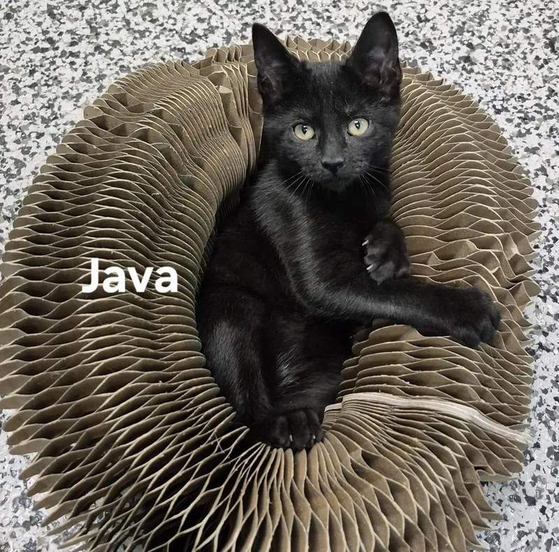 Java thumbnail 2