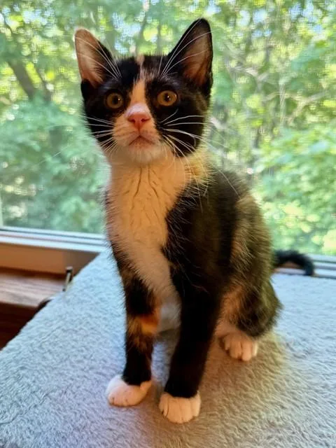 A baby small-sized female Domestic Short Hair cat named Lily for adoption in Peoria, IL