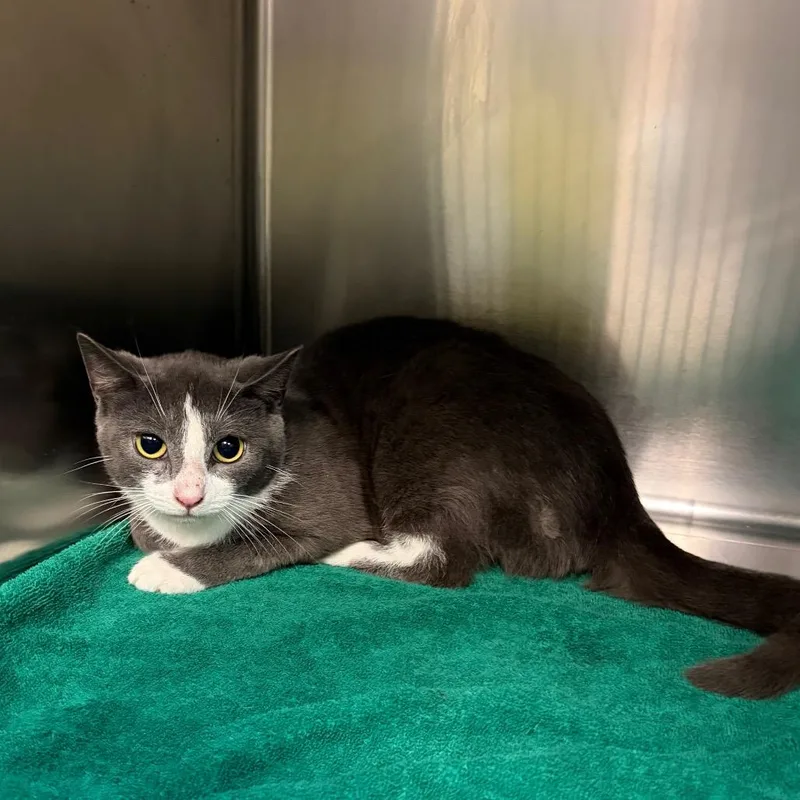 A young medium-sized male Gray / Blue / Silver Domestic Short Hair cat named Steelix for adoption in Newark, NJ