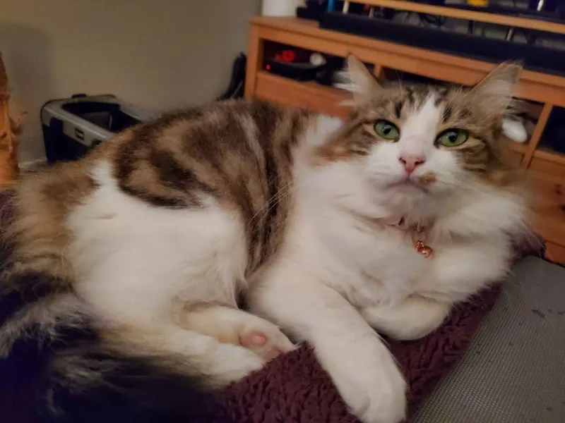 Meringue thumbnail 2