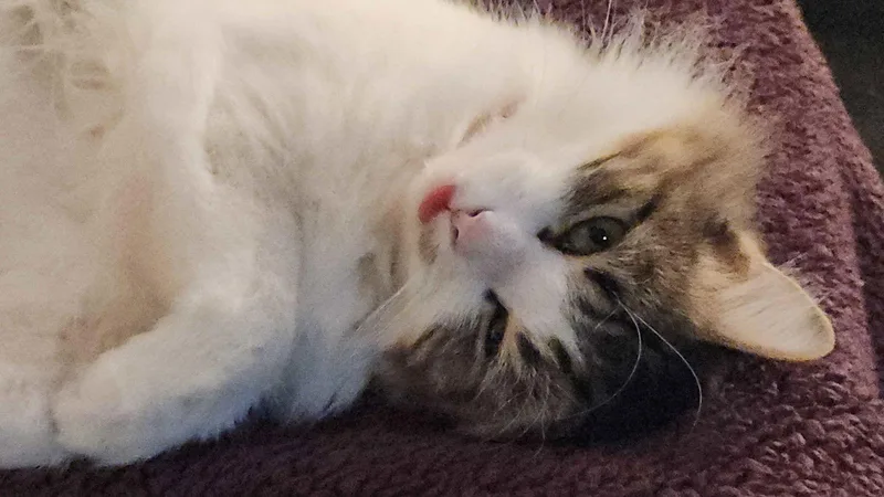 Meringue thumbnail 3