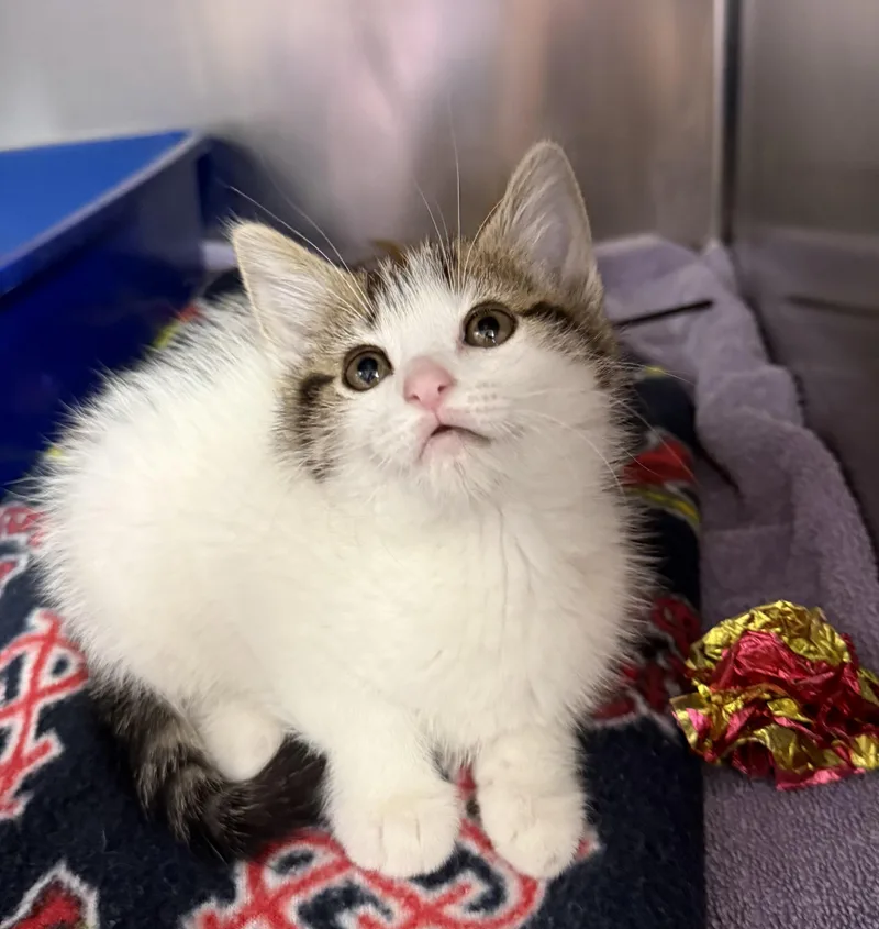 A baby medium-sized female Tabby (Brown / Chocolate) Domestic Short Hair cat named Dottie for adoption in Reynoldsburg, OH