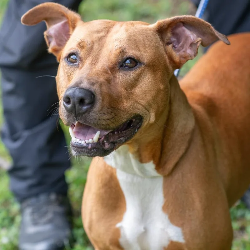 An adult medium-sized female Brown / Chocolate Pit Bull Terrier dog named Sophie for adoption in Bartlett, TN