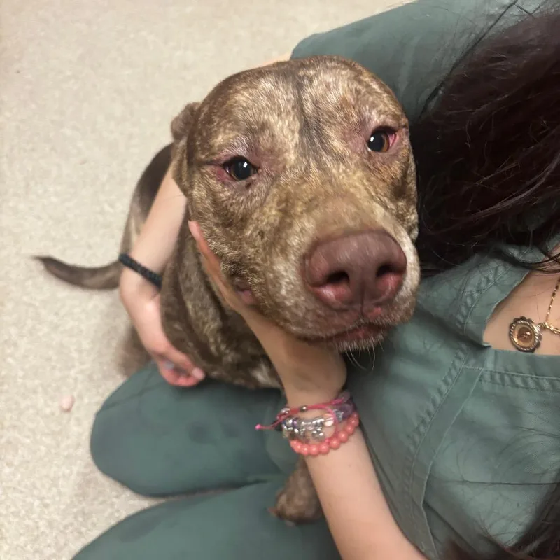 A young medium-sized male Brown / Chocolate Pit Bull Terrier dog named Pinky for adoption in Bristol, IN