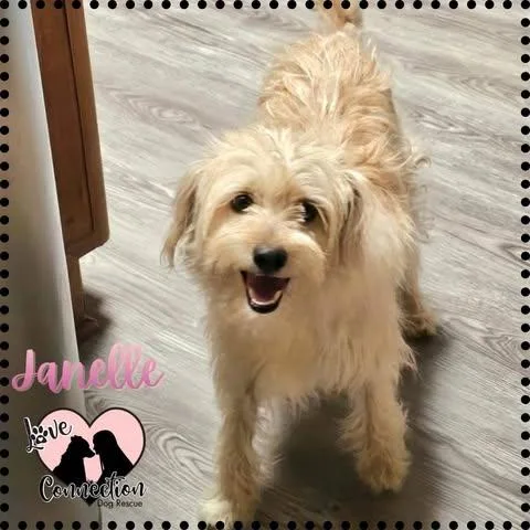 A young small-sized female Yellow / Tan / Blond / Fawn Poodle dog named Janelle for adoption in Gilbert, AZ