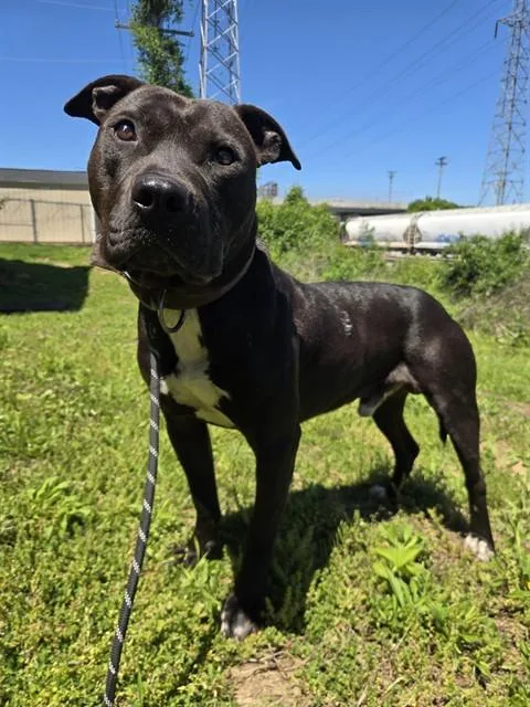 A young medium-sized male Terrier dog named Houdini for adoption in Olivette, MO