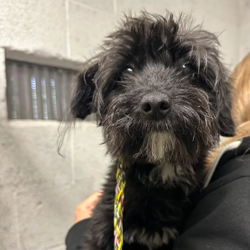 A young small-sized female Schnauzer dog named Bria for adoption in Ewing, NJ