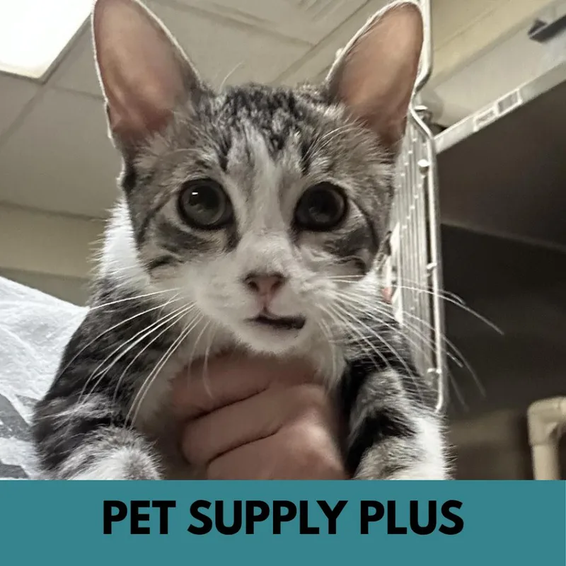 A young small-sized male Brown / Chocolate Domestic Short Hair cat named Talluk for adoption in Lakewood, CO