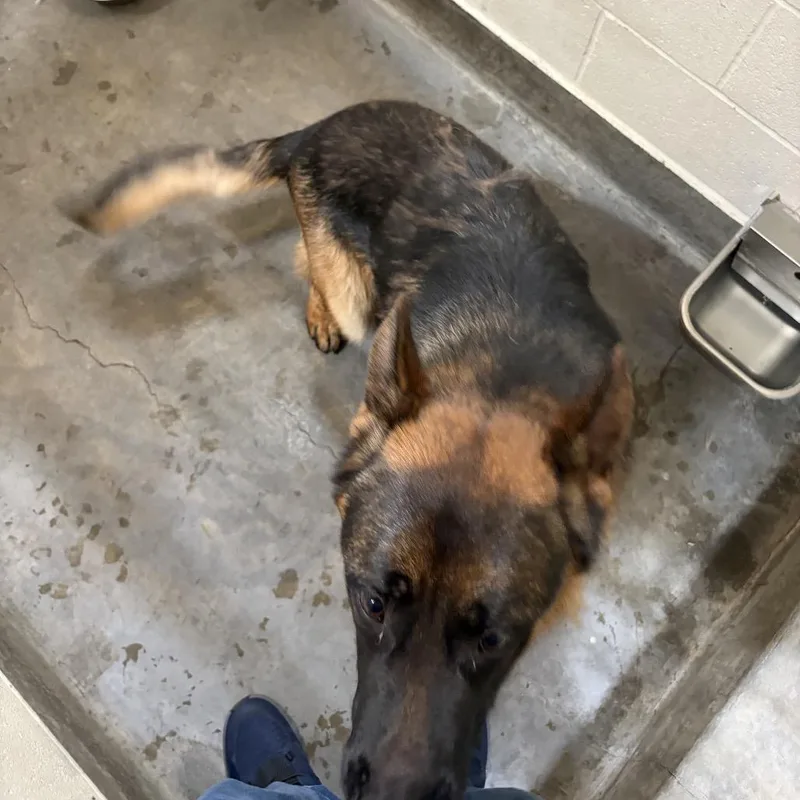A young medium-sized male Brown / Chocolate German Shepherd Dog dog named IEPAStray for adoption in Upland, CA