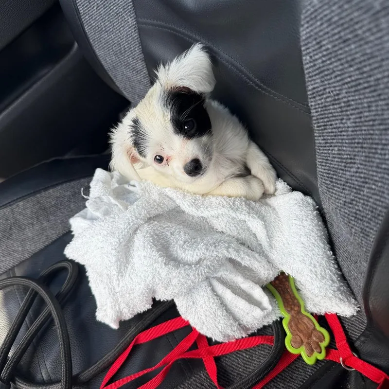 A baby small-sized female White / Cream Mixed Breed dog named Bullet for adoption in Lake Jackson, TX