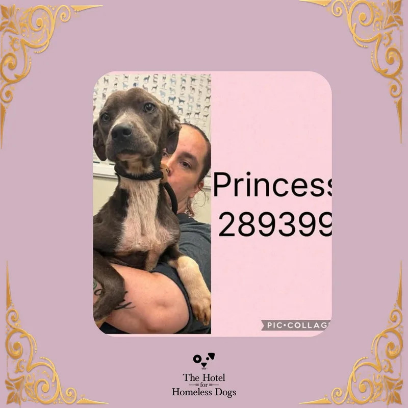 A young medium-sized female Gray / Blue / Silver American Staffordshire Terrier dog named Princess for adoption in Cumberland, RI