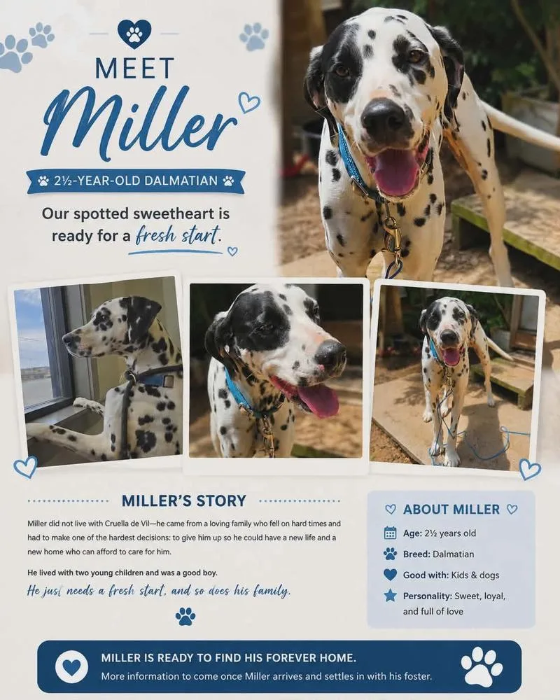 An adult large-sized male Tricolor (Brown, Black, & White) Dalmatian dog named Miller for adoption in Norfolk, MA
