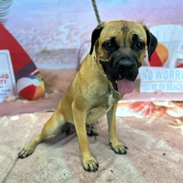 An adult large-sized female Mastiff dog named Odette for adoption in Long Beach, CA