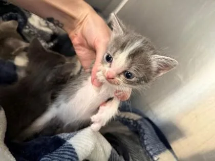 A baby small-sized male Domestic Short Hair cat named Claudius for adoption in North Richland Hills, TX
