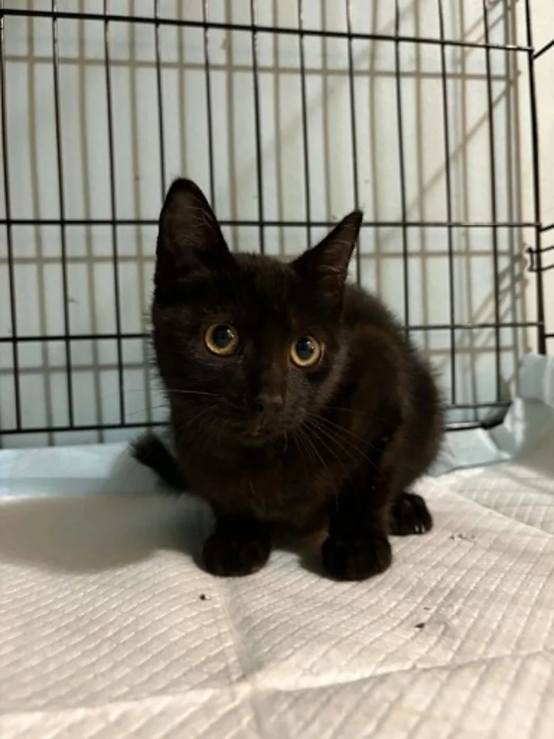 A baby small-sized male Domestic Short Hair cat named Sprite C Grace for adoption in Saunderstown, RI