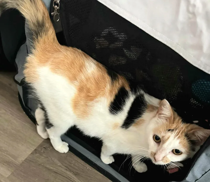 An adult medium-sized female Calico Domestic Short Hair cat named Rosie for adoption in Gregory, TX