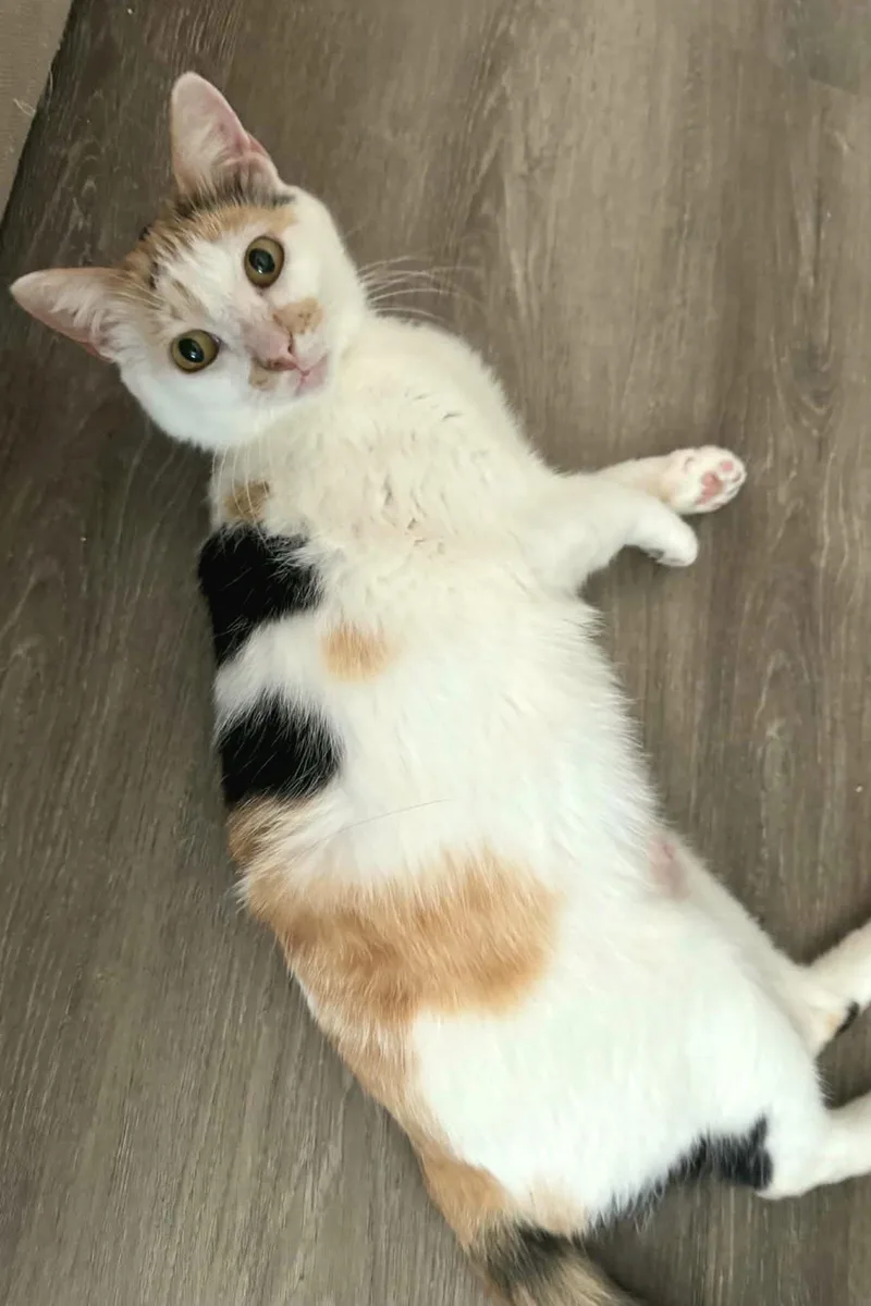 Rosie thumbnail 4