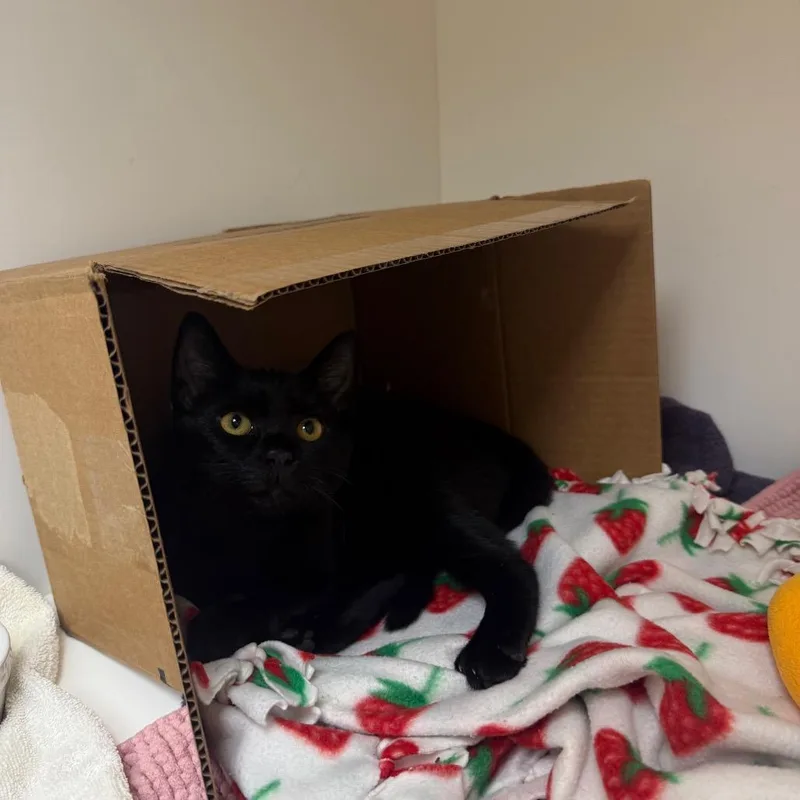 A baby medium-sized male Black Domestic Short Hair cat named Jeepers for adoption in Mebane, NC