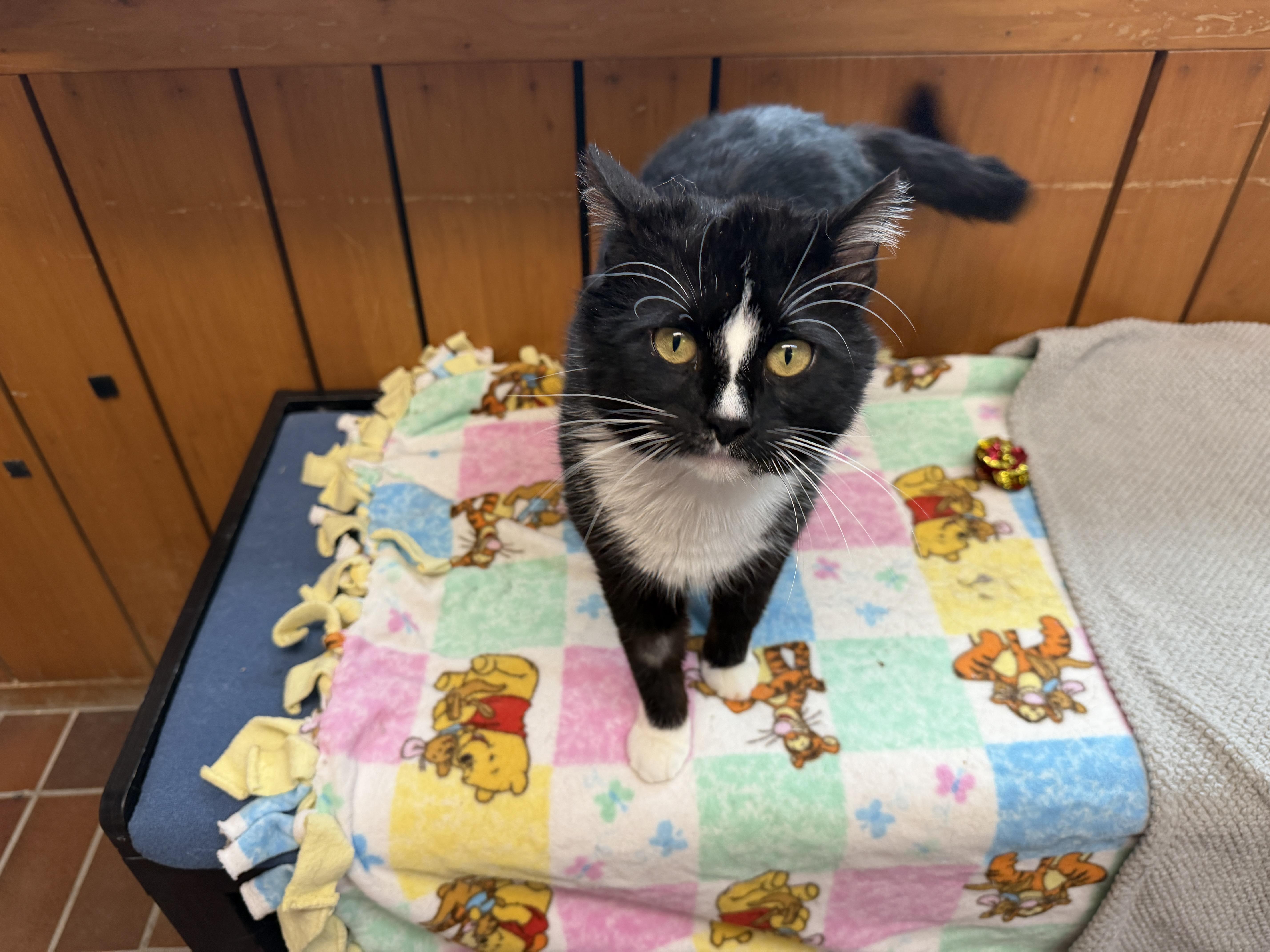 An adult large-sized male Black & White / Tuxedo Domestic Short Hair cat named Chester for adoption in Des Moines, IA