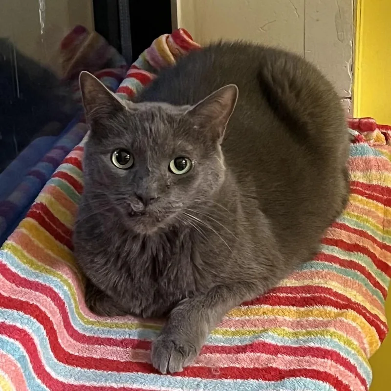 A senior small-sized female Domestic Short Hair cat named Paris for adoption in Arlington Heights, IL