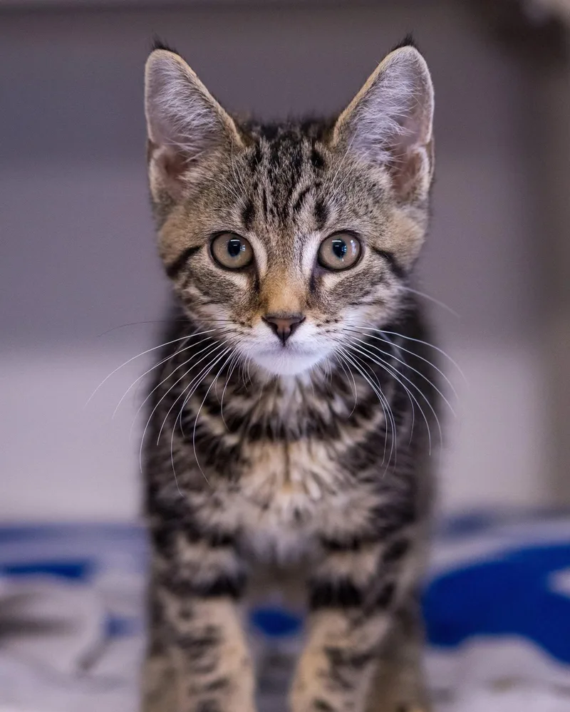 A baby medium-sized female Black & White / Tuxedo Domestic Short Hair cat named Lynx for adoption in Bridgeport, CT