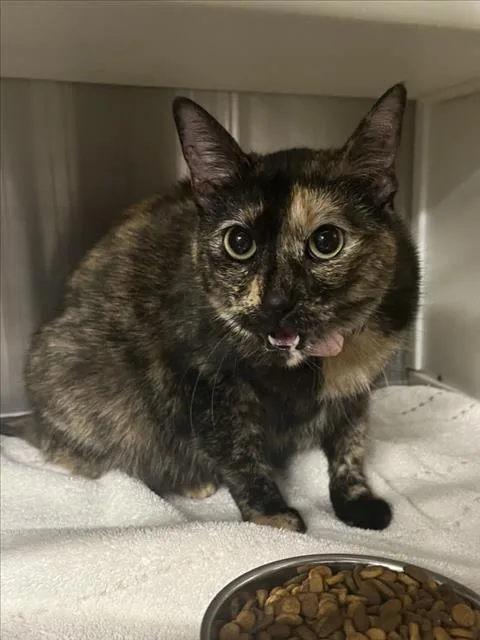 An adult medium-sized female Domestic Short Hair cat named Sundae for adoption in Woodland, CA