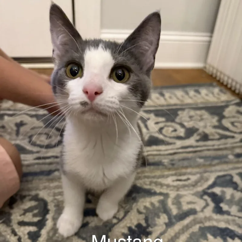 A baby medium-sized male Gray & White Domestic Short Hair cat named Mustang for adoption in Murfreesboro, TN