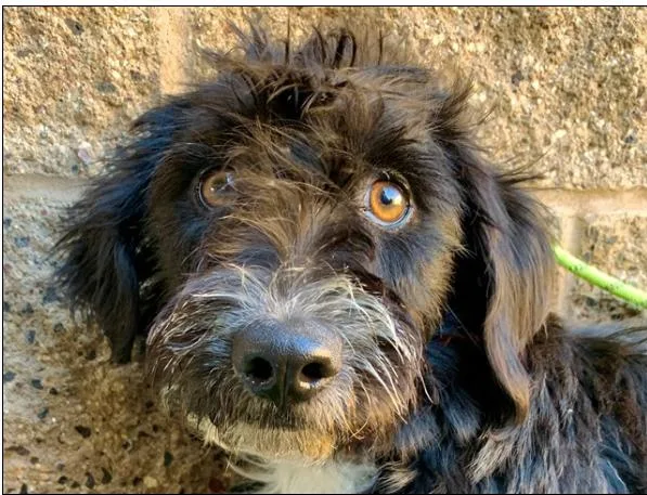 A young small-sized female Black Schnauzer dog named Save Me Please for adoption in San Marcos, CA