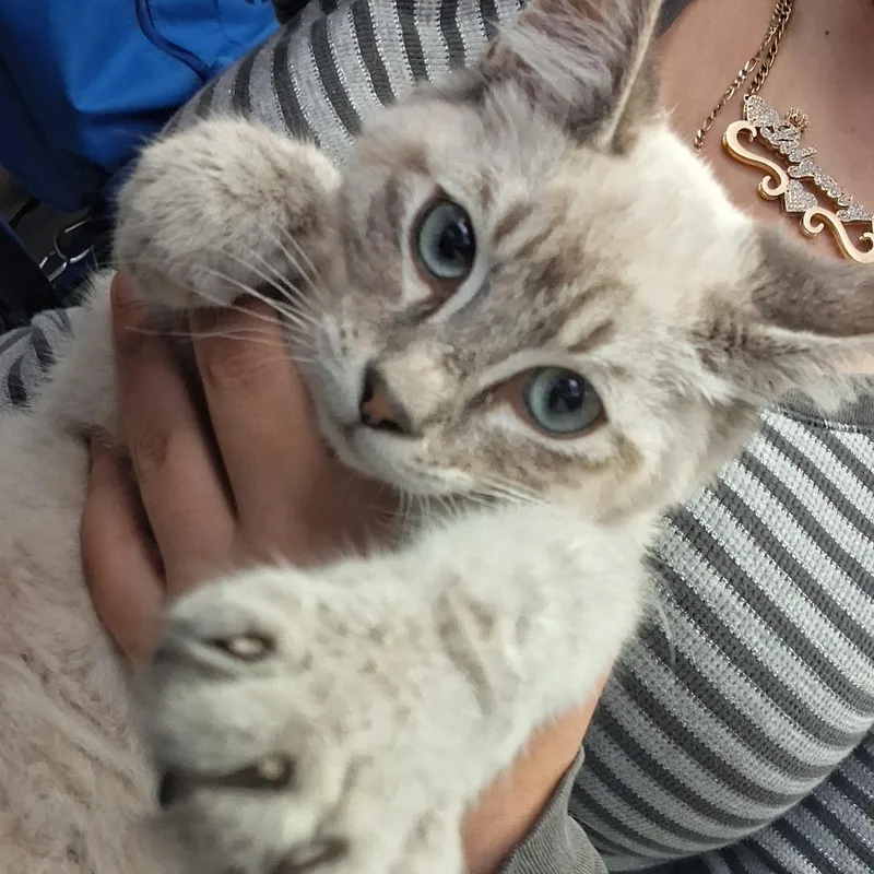 A baby small-sized male White Domestic Short Hair cat named Skippy for adoption in Fort Bragg, CA