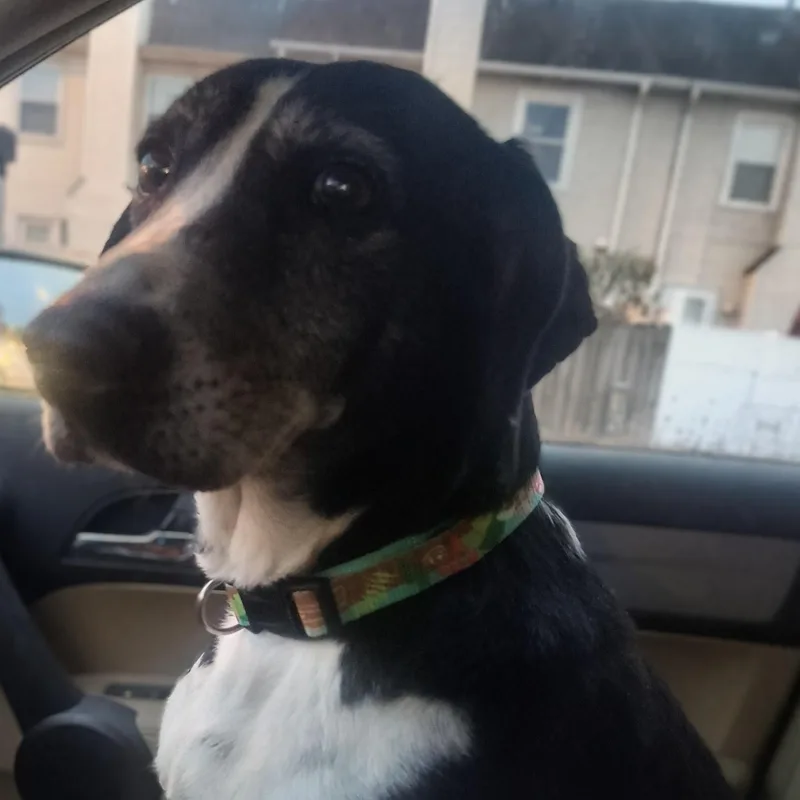 An adult medium-sized female Mixed Breed dog named Ophelia for adoption in Chesapeake, VA