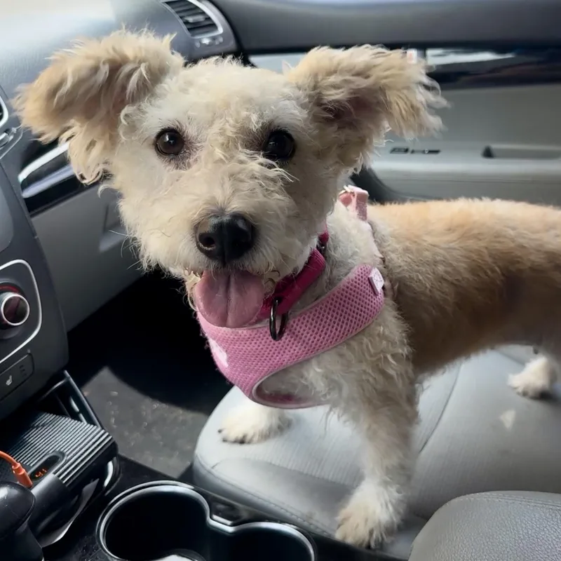 An adult small-sized female Mixed Breed dog named Mary for adoption in Ray, MI